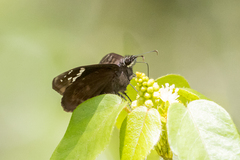 Ephyriades arcas