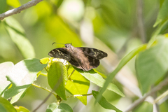Ephyriades arcas