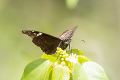 Ephyriades arcas
