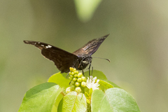 Ephyriades arcas