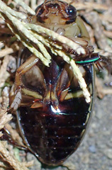 Dytiscus marginicollis