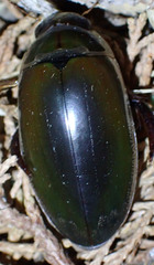 Dytiscus marginicollis