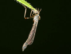 Leptogaster flavipes