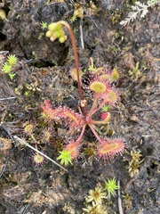 Drosera rotundifolia