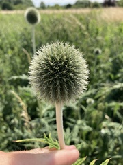Echinops exaltatus
