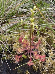Drosera rotundifolia