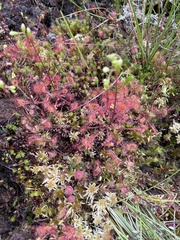 Drosera rotundifolia