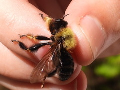 Laphria huron