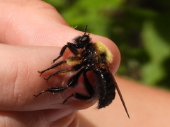 Laphria huron