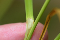 Carex aggregata