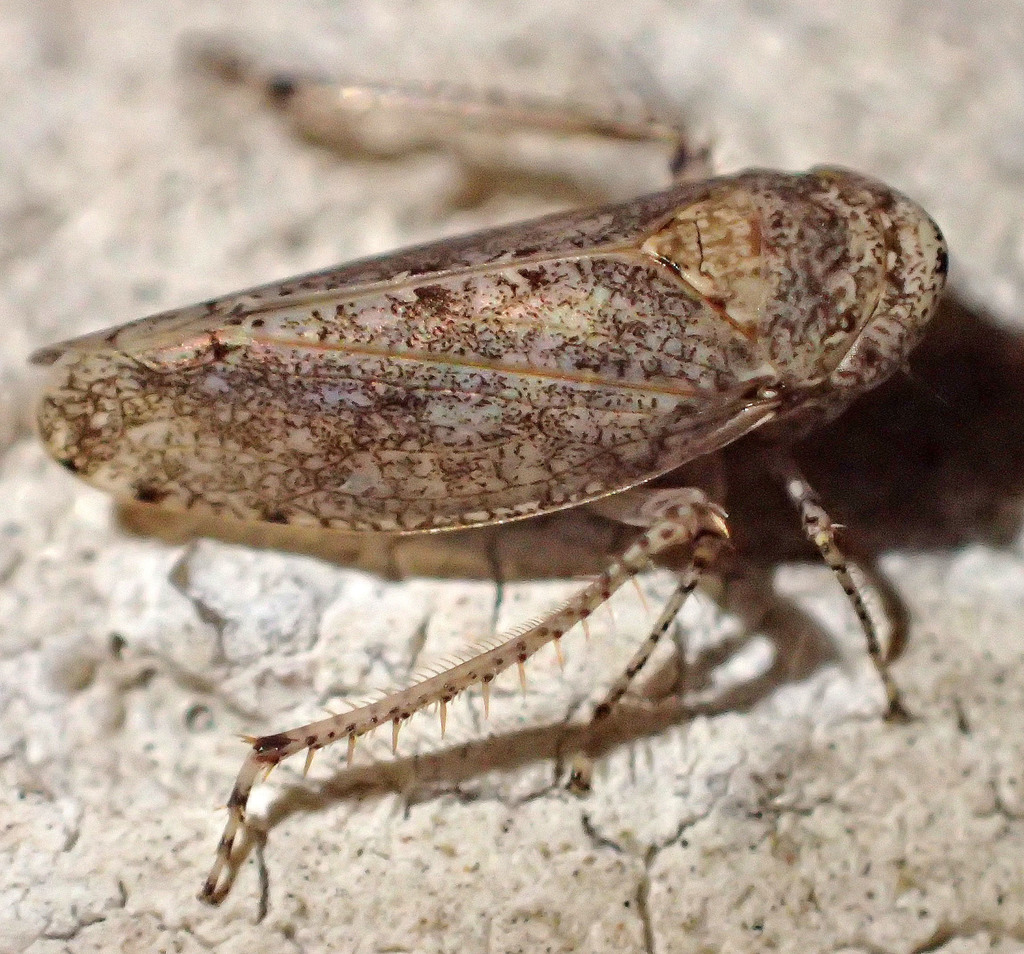 Paraphlepsius lascivius