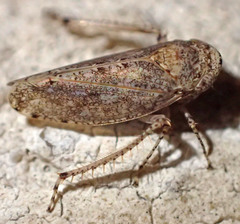 Paraphlepsius lascivius