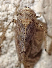 Paraphlepsius lascivius