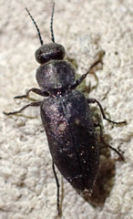 Melanophila consputa