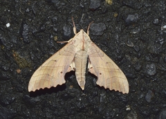 Marumba sperchius