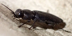 Melanophila consputa