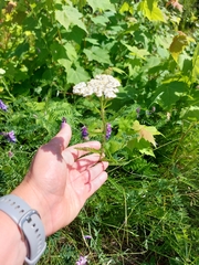 Achillea millefolium image