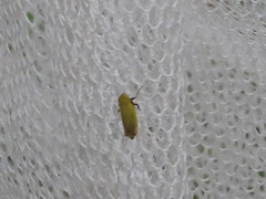 Diplocolenus