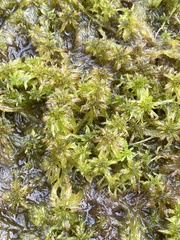 Sphagnum