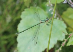 Lestes virens