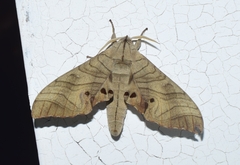 Marumba dyras