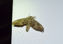 Marumba dyras