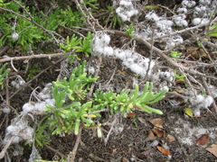 Eriocephalus racemosus