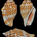 Stromboidea - Photo (c) uwkwaj, algunos derechos reservados (CC BY-NC), subido por uwkwaj