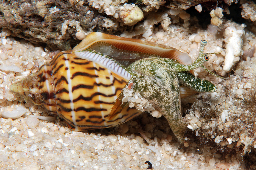 Canarium