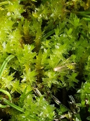 Ptychostomum pseudotriquetrum