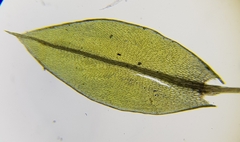 Ptychostomum pseudotriquetrum