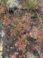 Drosera rotundifolia