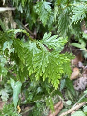 Selaginella plana
