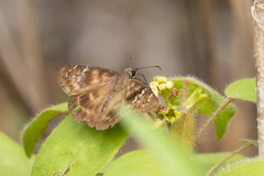 Ephyriades arcas