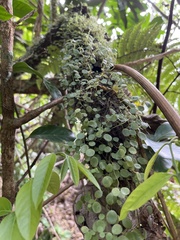 Peperomia rotundifolia
