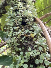 Peperomia rotundifolia