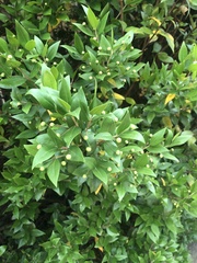 Myrtus