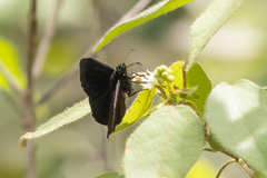 Ephyriades arcas