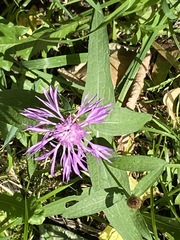 Centaurea jacea
