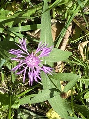 Centaurea jacea
