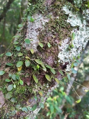Bulbophyllum drymoglossum
