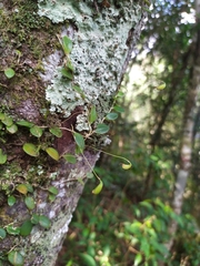 Bulbophyllum drymoglossum