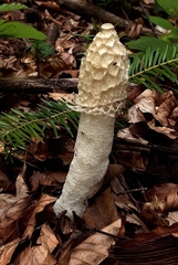 Phallus impudicus togatus