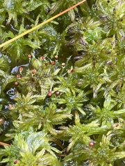Sphagnum