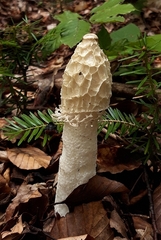 Phallus impudicus togatus