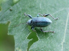 Phyllobius arborator