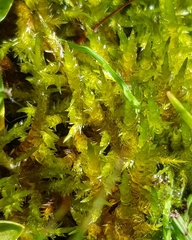 Calliergonella cuspidata