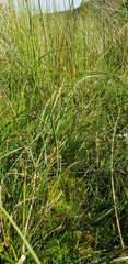 Calliergonella cuspidata