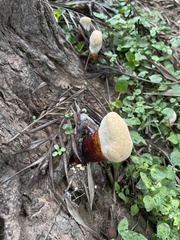 Ganoderma