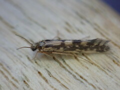 Agraylea multipunctata